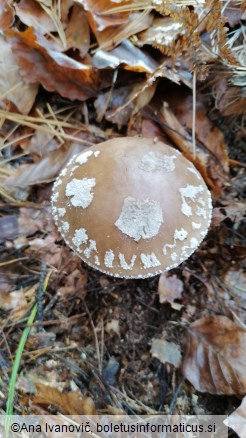 Amanita excelsa