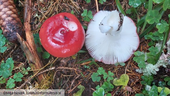 Russula emetica