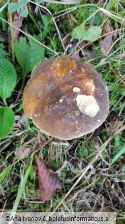 Boletus aereus