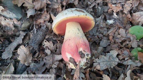 Rubroboletus satanas