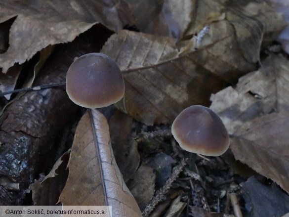 Macrocystidia cucumis