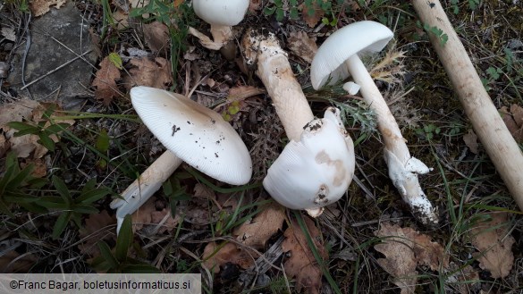 Amanita lividopallescens