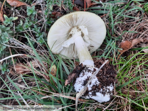 Amanita phalloides