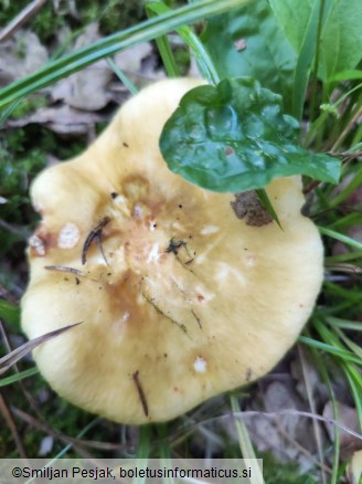 Russula heterophylla