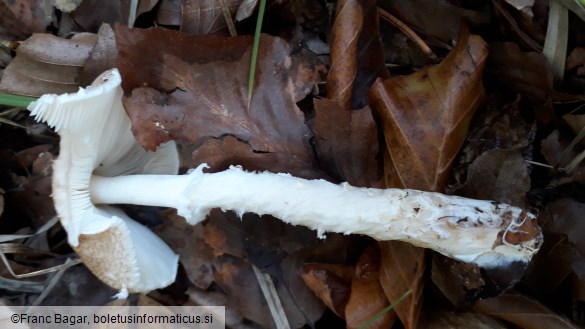 Lepiota clypeolaria