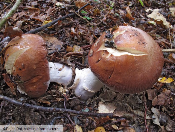 Cortinarius praestans