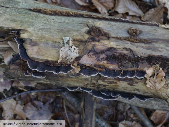 Gloeophyllum abietinum