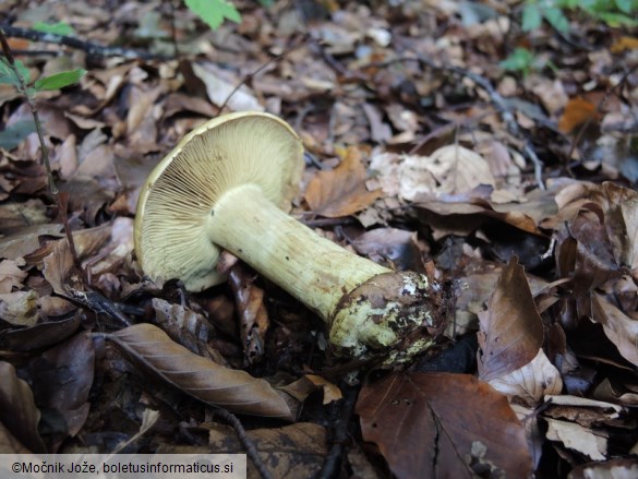 Cortinarius joguetii