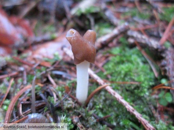 Helvella albella