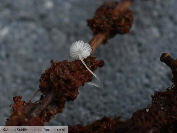 Mycena rhenana