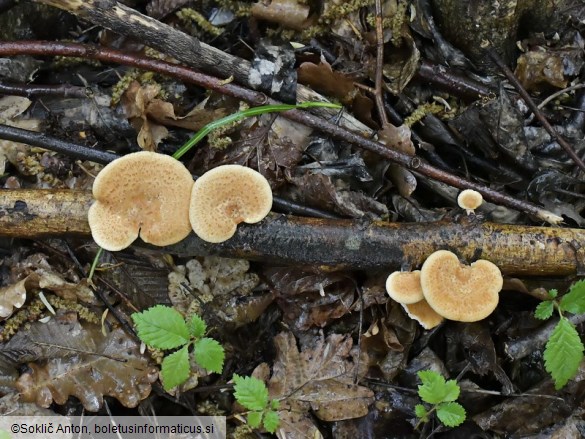 Neofavolus alveolaris