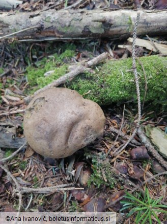 Caloboletus calopus