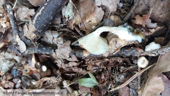 Clitocybe candicans