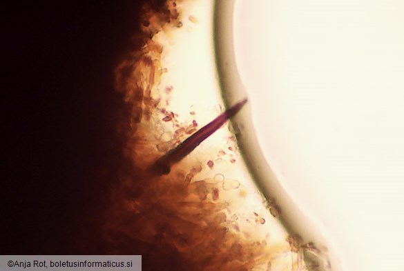 Phellinopsis conchata