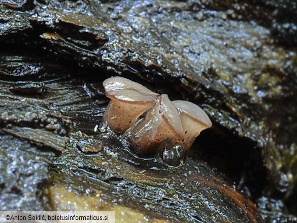 Ombrophila violacea