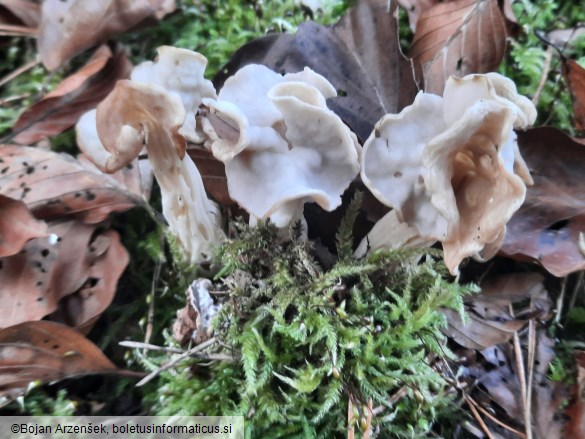 Helvella crispa