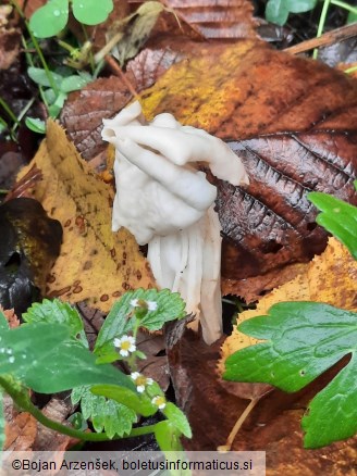 Helvella crispa