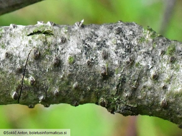 Coryneum lanciforme