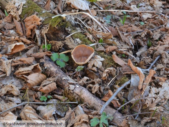 Gyromitra parma