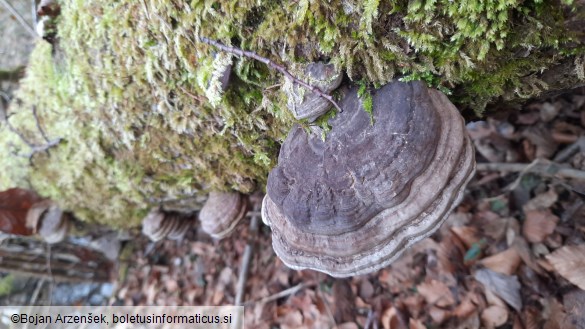 Ganoderma applanatum