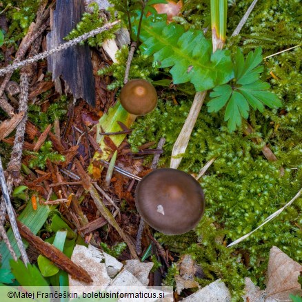 Mycena plumipes