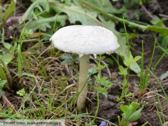 Agrocybe dura