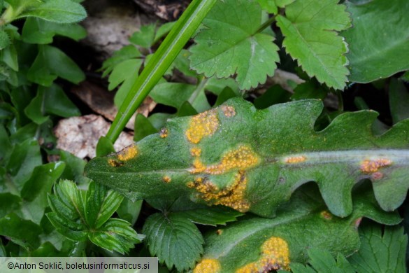 Puccinia variabilis