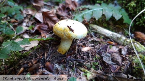 Hygrophorus chrysodon