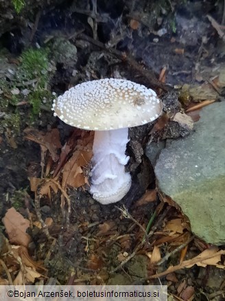 Amanita pantherina