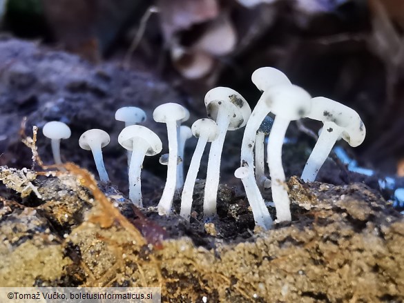 Cudoniella acicularis