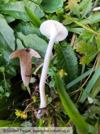 Cuphophyllus virgineus