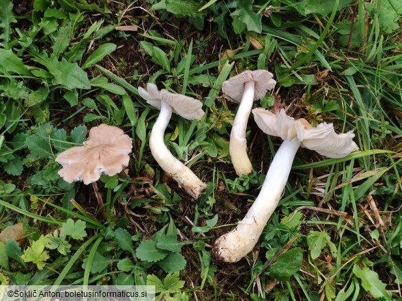 Pseudoporpoloma pes-caprae