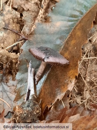 Cortinarius violaceus