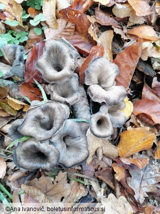 Craterellus cornucopioides