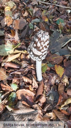 Coprinopsis picacea