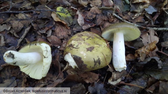 Russula olivacea