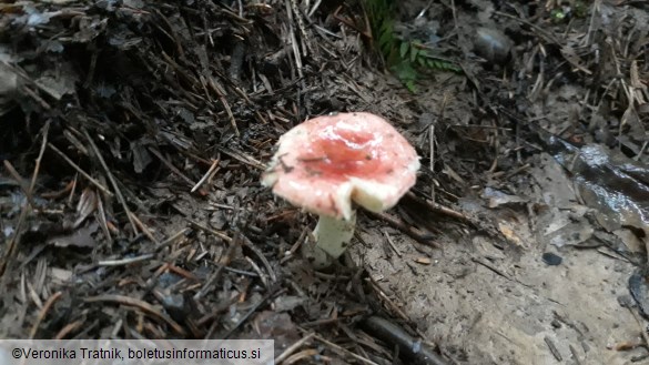 Russula minutula