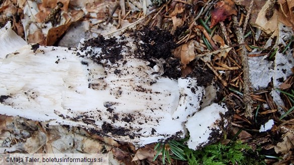 Amanita excelsa