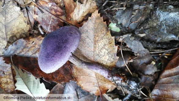 Cortinarius violaceus