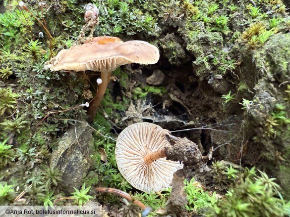 Gymnopus ocior