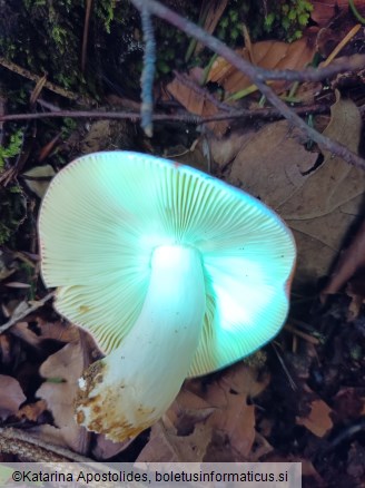 Russula nobilis