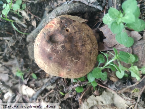 Cyanoboletus pulverulentus