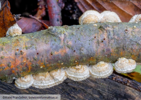 Stereum ochraceoflavum