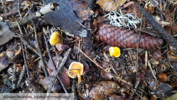 Hygrophoropsis aurantiaca