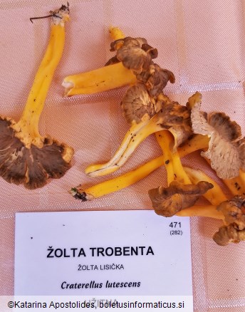 Craterellus lutescens