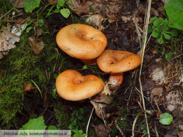 Lactarius deterrimus