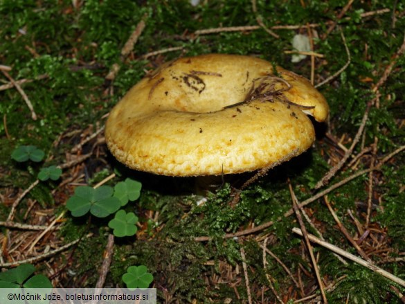 Lactarius scrobiculatus