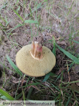 Rheubarbariboletus armeniacus