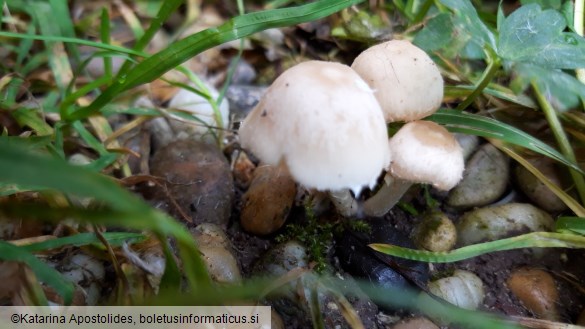 Psathyrella candolleana