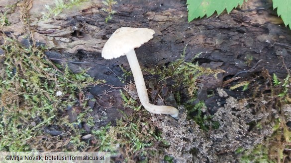 Inocybe tenebrosa